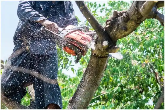 tree services Bellville